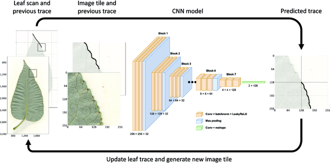 Few-Shot Learning Enables Population-Scale Analysis of Leaf Traits in <i>Populus trichocarpa</i>.