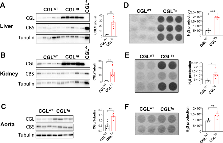 Cystathionine-γ-lyase overexpression modulates oxidized nicotinamide adenine dinucleotide biosynthesis and enhances neovascularization