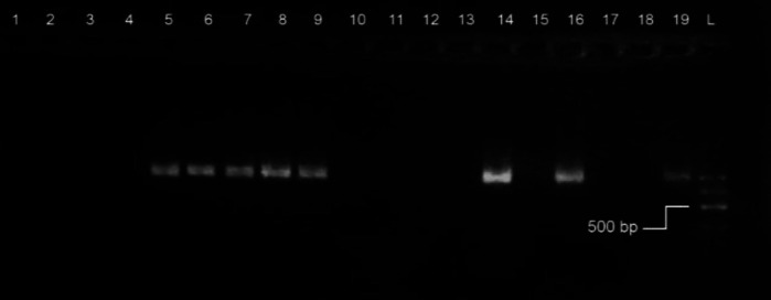 Comparison of biofilm production and virulence genes distribution among human and canine isolates of <i>Staphylococcus aureus</i>.