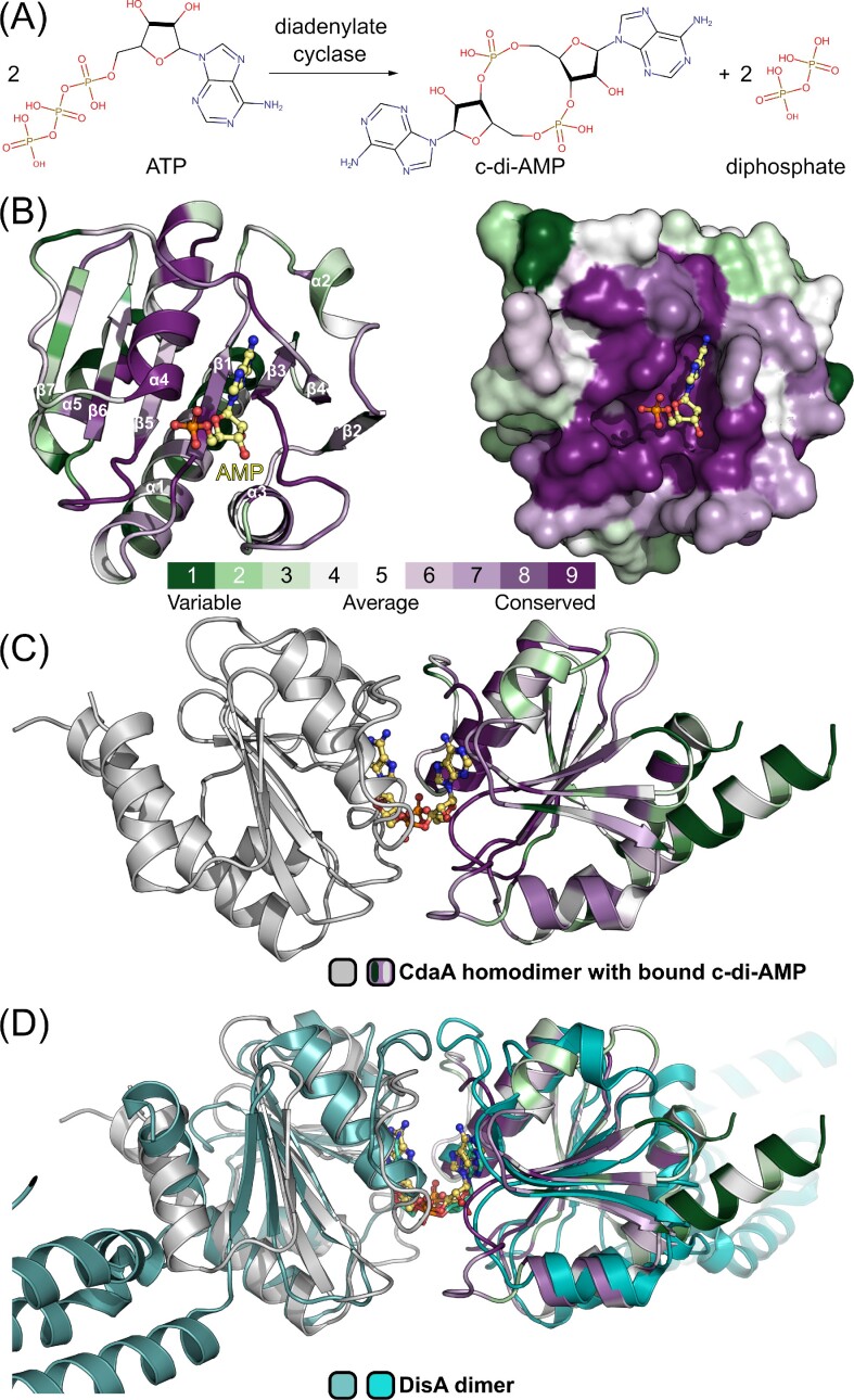 Computer-aided design of a cyclic di-AMP synthesizing enzyme CdaA inhibitor.