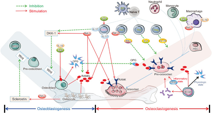 Positive Effects of Biologics on Osteoporosis in Rheumatoid Arthritis.