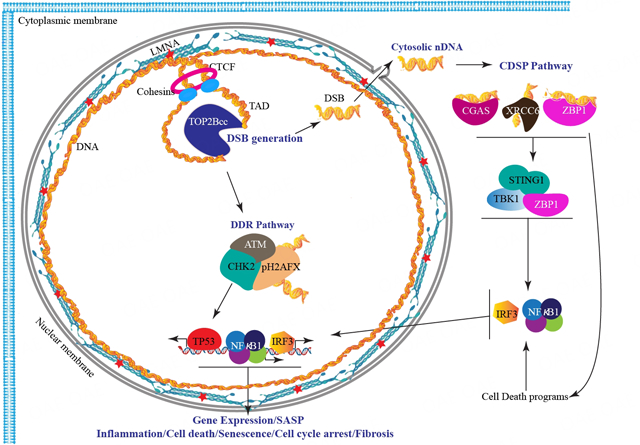 Cytosolic DNA sensing protein pathway is activated in human hearts with dilated cardiomyopathy.