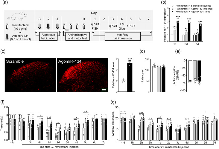 Spinal microRNA-134-5p targets glutamate receptor ionotropic kainate 3 to modulate opioid induced hyperalgesia in mice.