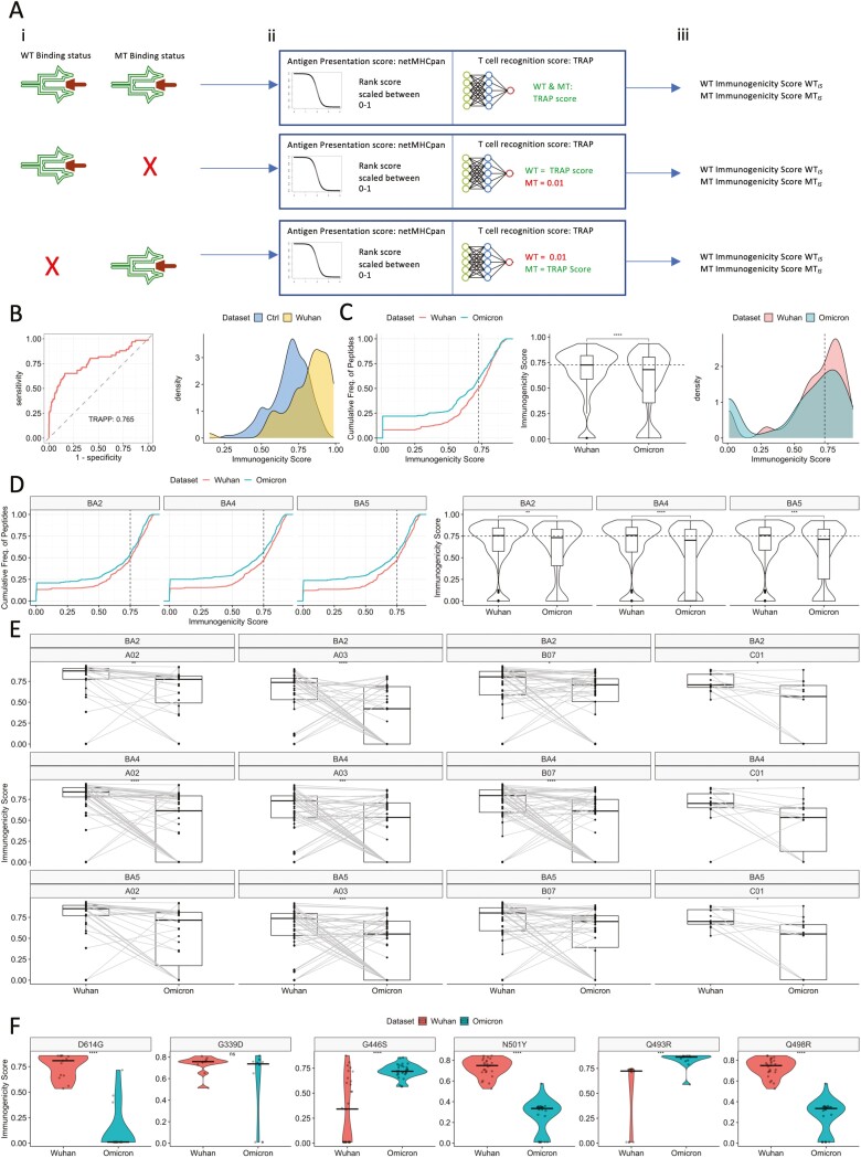 A systems approach evaluating the impact of SARS-CoV-2 variant of concern mutations on CD8+ T cell responses.