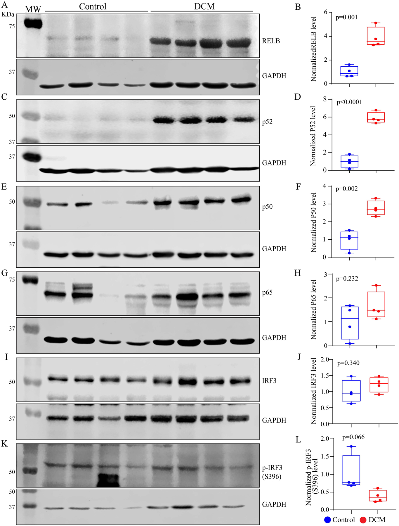 Cytosolic DNA sensing protein pathway is activated in human hearts with dilated cardiomyopathy.