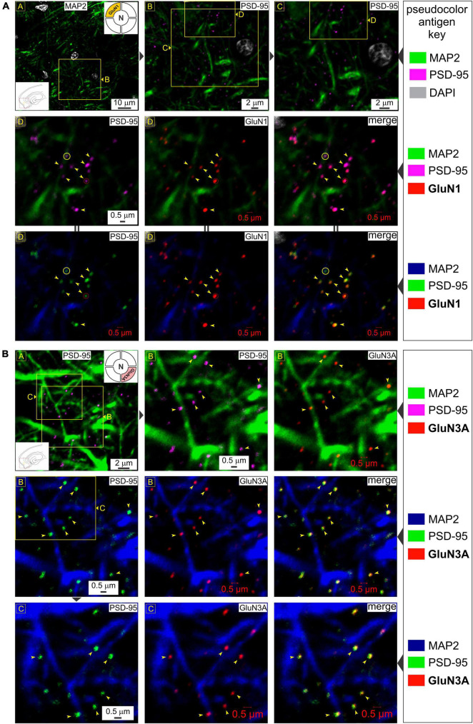 Visualizing the triheteromeric N-methyl-D-aspartate receptor subunit composition.