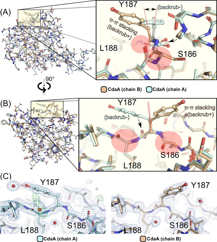 Computer-aided design of a cyclic di-AMP synthesizing enzyme CdaA inhibitor.