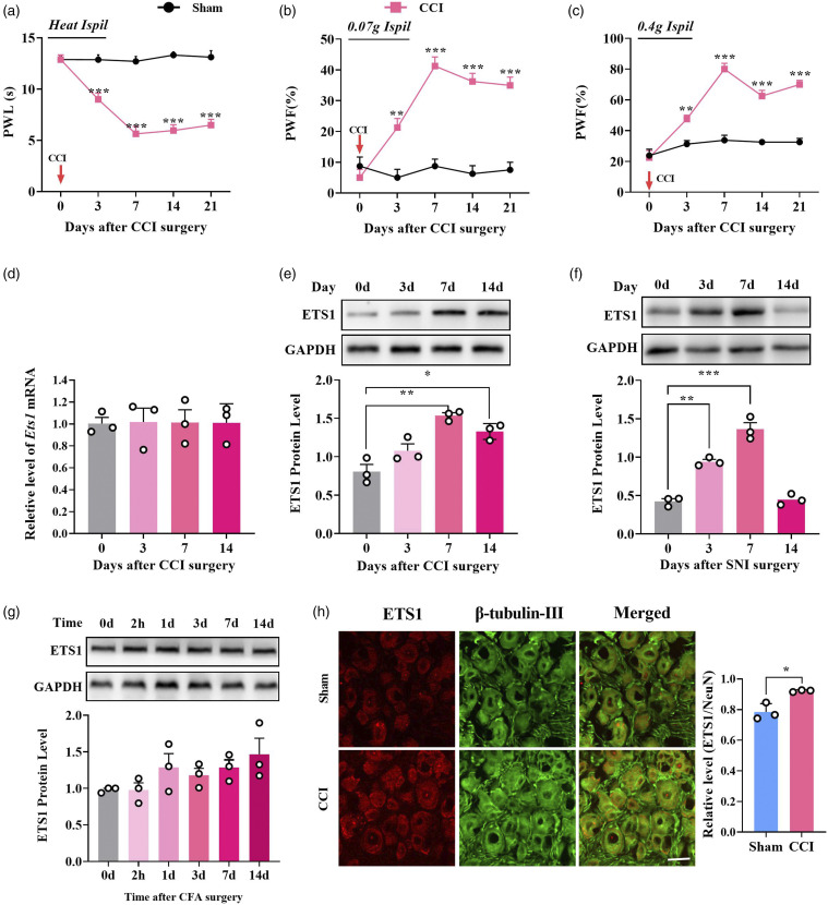 Transcription factor ETS proto-oncogene 1 contributes to neuropathic pain by regulating histone deacetylase 1 in primary afferent neurons.