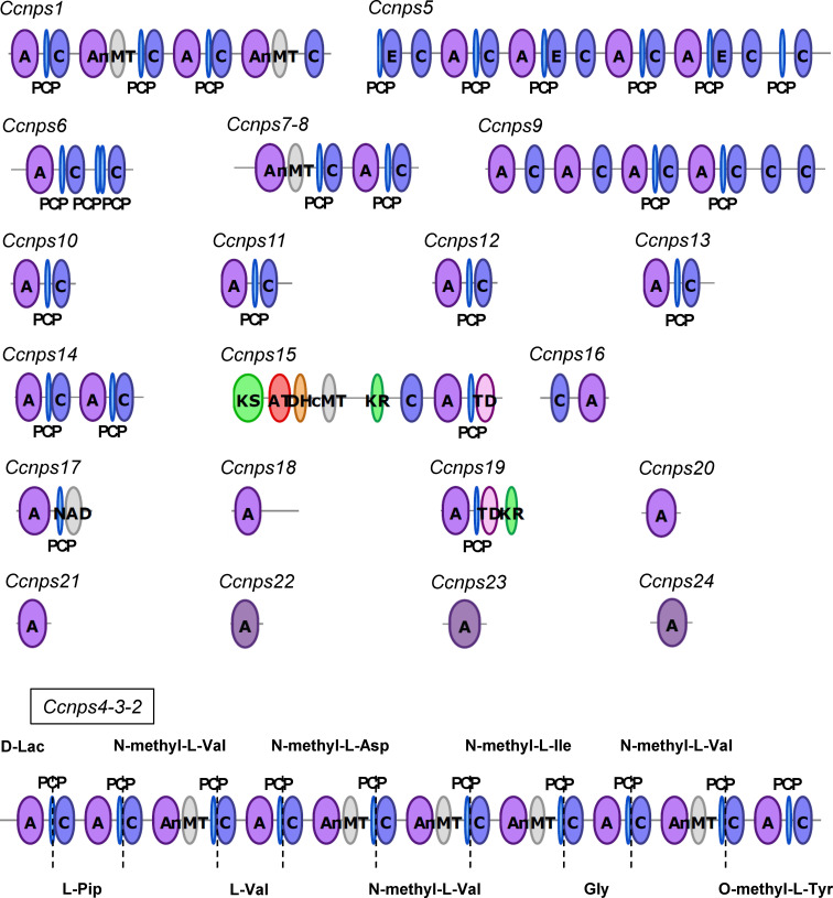 Discovery of a gene cluster for the biosynthesis of novel cyclic peptide compound, KK-1, in <i>Curvularia clavata</i>.