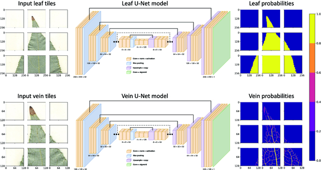 Few-Shot Learning Enables Population-Scale Analysis of Leaf Traits in <i>Populus trichocarpa</i>.