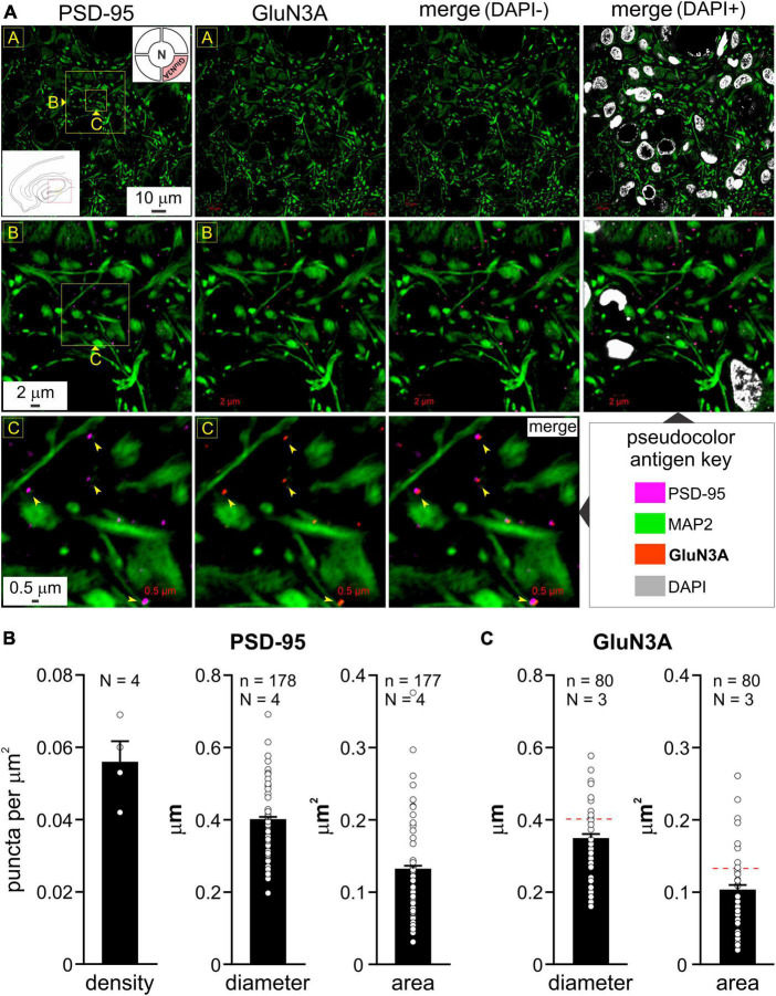 Visualizing the triheteromeric N-methyl-D-aspartate receptor subunit composition.