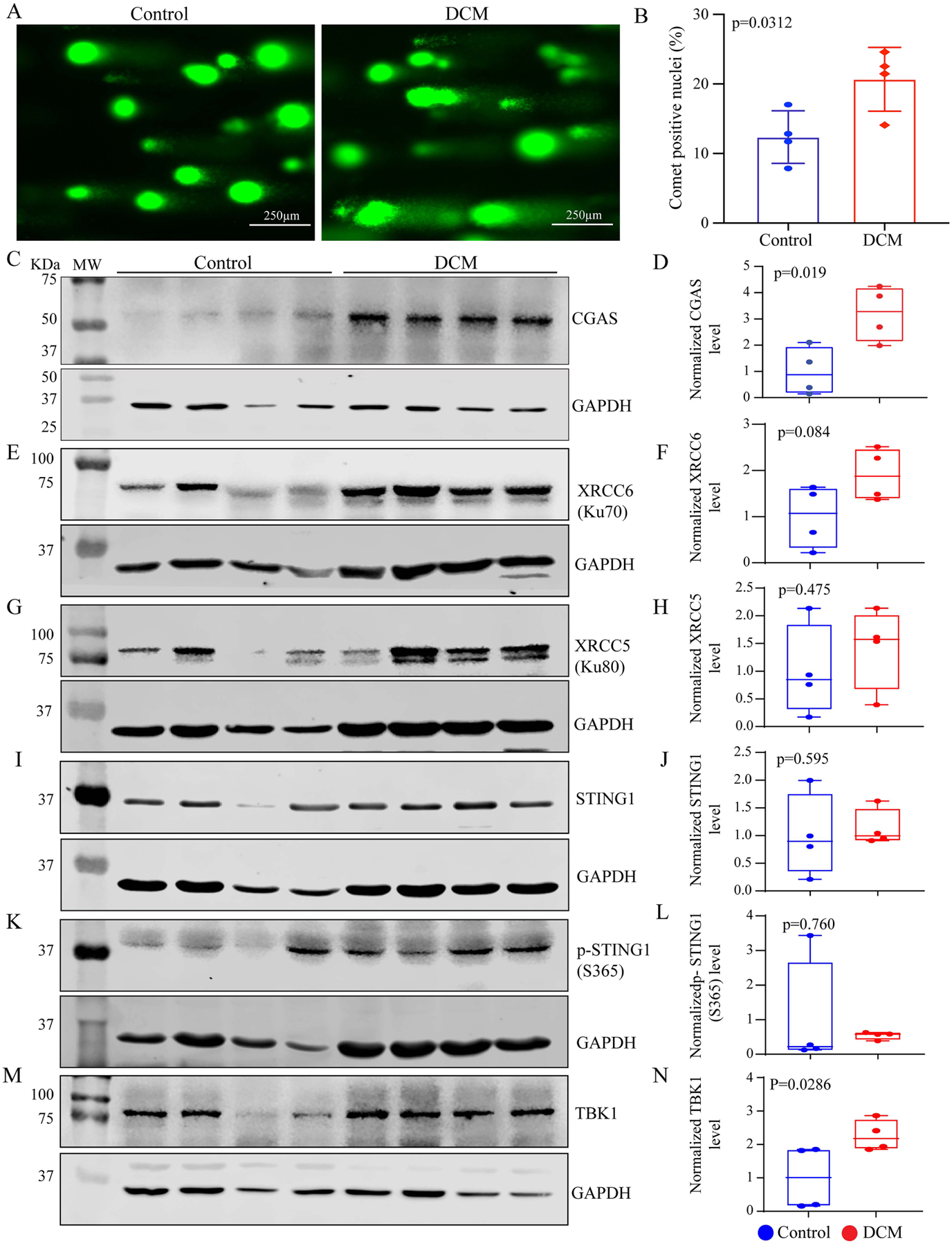 Cytosolic DNA sensing protein pathway is activated in human hearts with dilated cardiomyopathy.