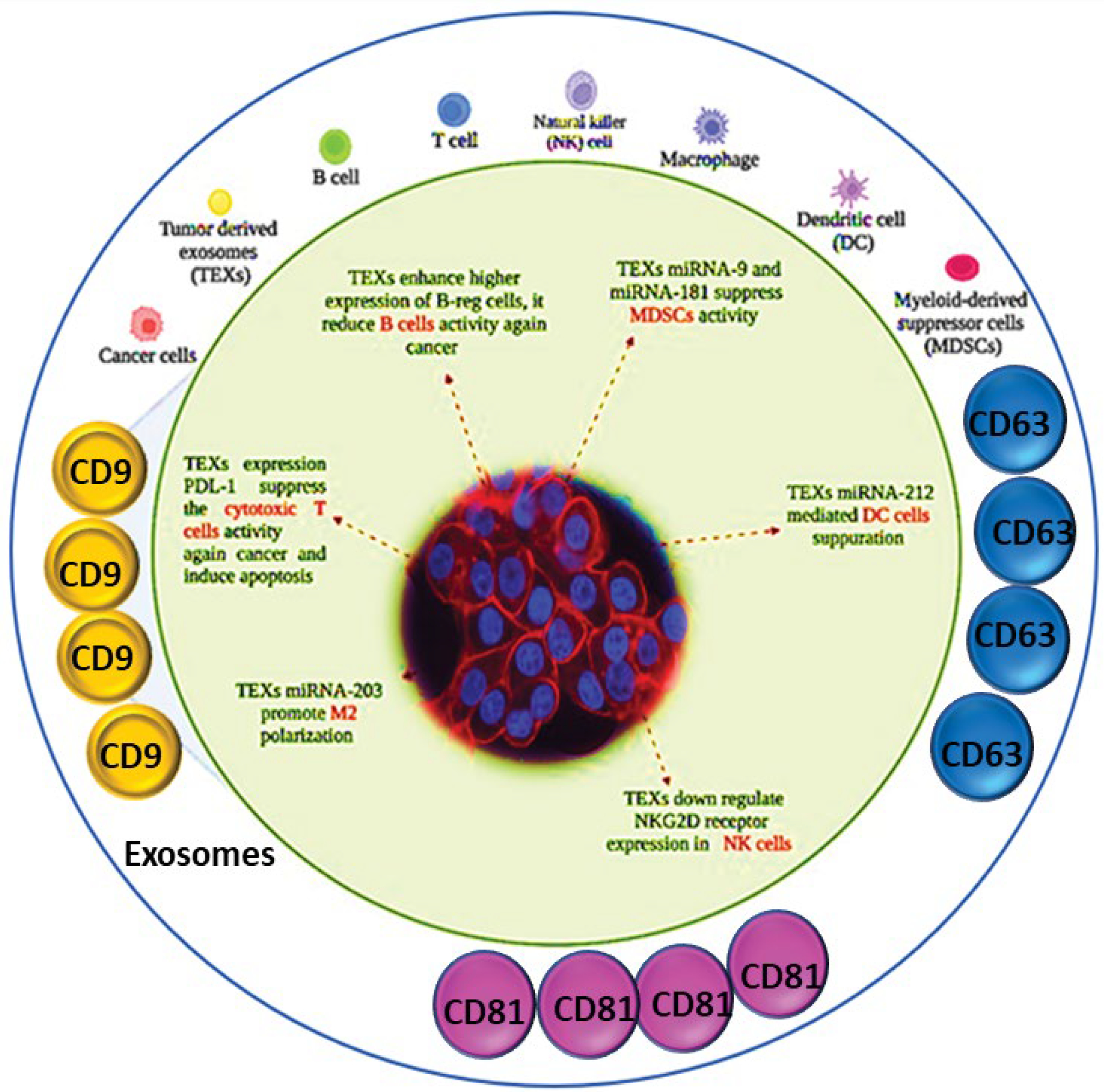 Role of CD9 Sensing, AI, and Exosomes in Cellular Communication of Cancer.