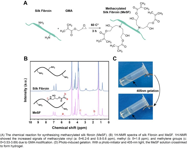 Pro-angiogenic photo-crosslinked silk fibroin hydrogel: a potential candidate for repairing alveolar bone defects.