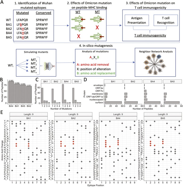 A systems approach evaluating the impact of SARS-CoV-2 variant of concern mutations on CD8+ T cell responses.