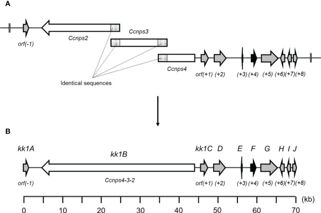 Discovery of a gene cluster for the biosynthesis of novel cyclic peptide compound, KK-1, in <i>Curvularia clavata</i>.