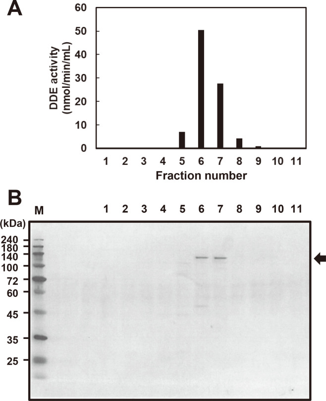 Identification and Characterization of Dextran α-1,2-Debranching Enzyme from <i>Microbacterium dextranolyticum</i>.