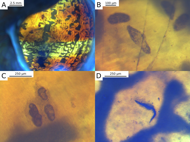 Land snails can trap trematode cercariae in their shell: Encapsulation as a general response against parasites?