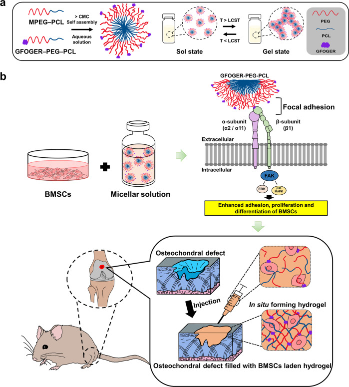 In-situ forming injectable GFOGER-conjugated BMSCs-laden hydrogels for osteochondral regeneration.