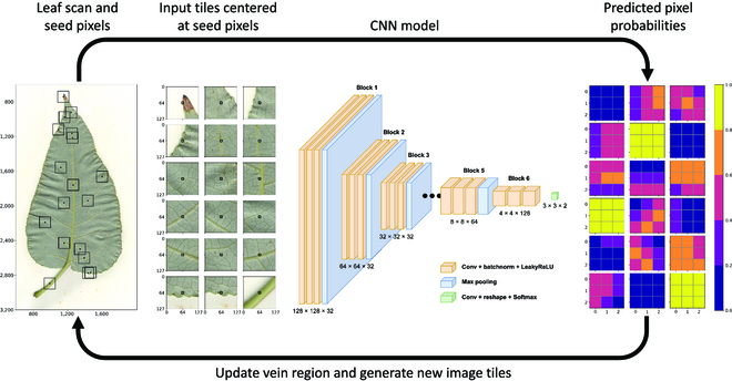 Few-Shot Learning Enables Population-Scale Analysis of Leaf Traits in <i>Populus trichocarpa</i>.