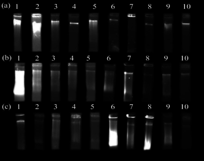 Comparison of five DNA extraction methods in three medicinal plants: <i>Peganum harmala</i> L., <i>Tamarix ramosissima</i> Ledeb., and <i>Potentilla reptans</i> L.