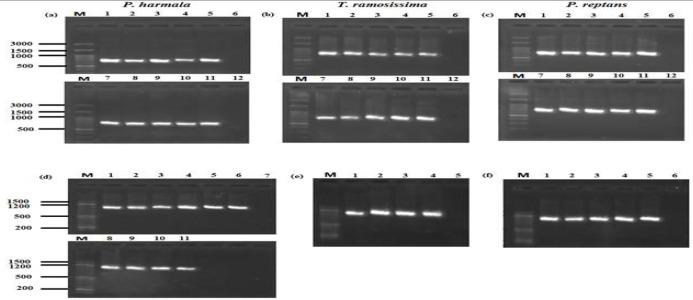 Comparison of five DNA extraction methods in three medicinal plants: <i>Peganum harmala</i> L., <i>Tamarix ramosissima</i> Ledeb., and <i>Potentilla reptans</i> L.