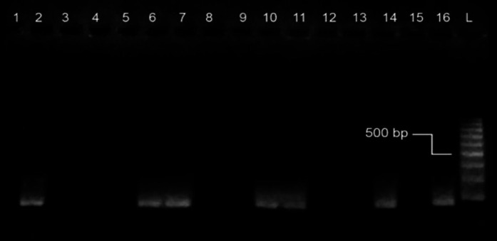 Comparison of biofilm production and virulence genes distribution among human and canine isolates of <i>Staphylococcus aureus</i>.