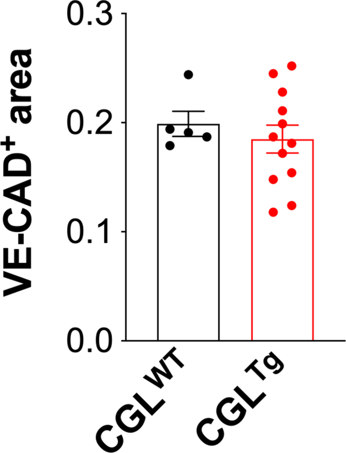 Cystathionine-γ-lyase overexpression modulates oxidized nicotinamide adenine dinucleotide biosynthesis and enhances neovascularization