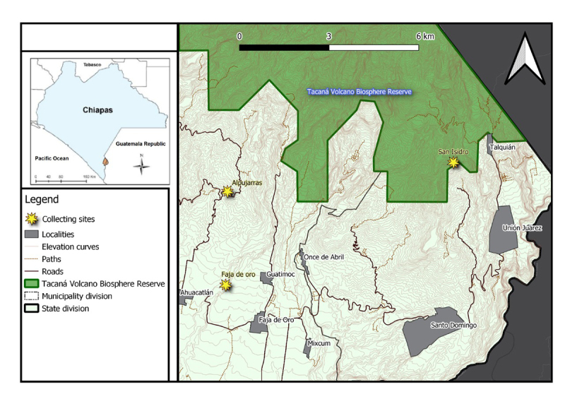 Transcriptome analysis of the spider <i>Phonotimpus pennimani</i> reveals novel toxin transcripts.