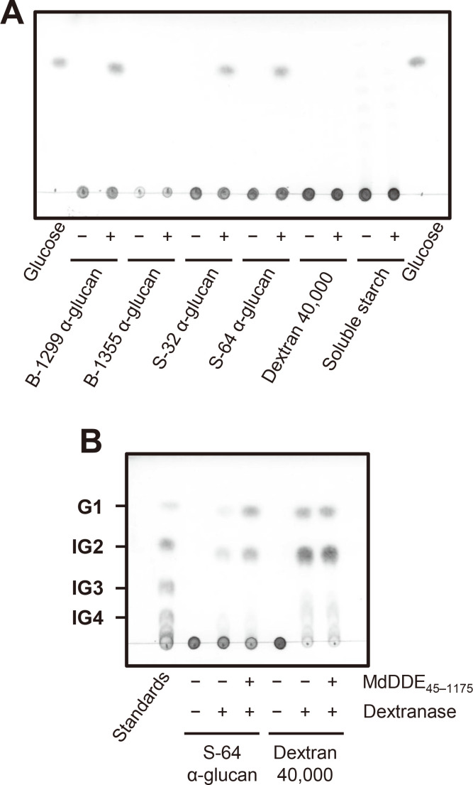 Identification and Characterization of Dextran α-1,2-Debranching Enzyme from <i>Microbacterium dextranolyticum</i>.