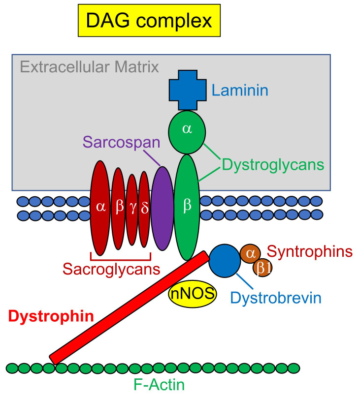 Vascular therapy for Duchenne muscular dystrophy (DMD).