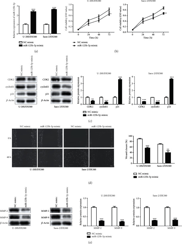 MiR-125b-5p/STAT3 Axis Regulates Drug Resistance in Osteosarcoma Cells by Acting on ABC Transporters.