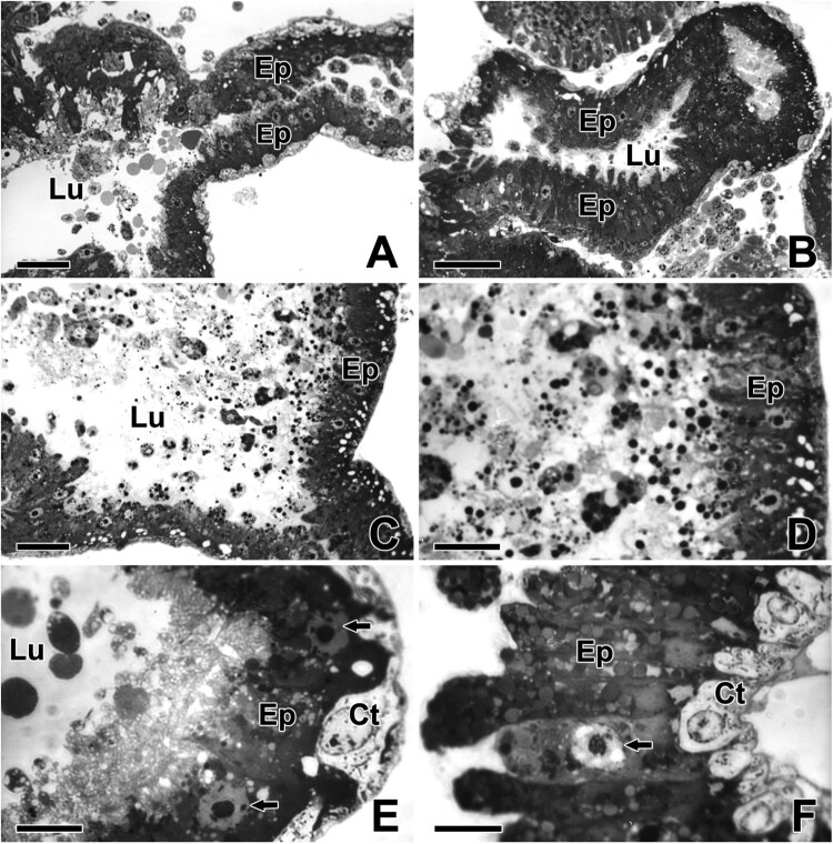 Fine structural aspects on the web glue production in the golden orb-web spider <i>Trichonephila clavata</i>.