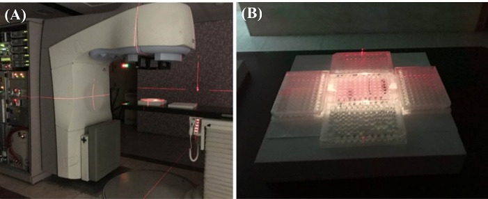 Synthesis and characterization of actively HER-2 Targeted Fe<sub>3</sub>O<sub>4</sub>@Au nanoparticles for molecular radiosensitization of breast cancer.