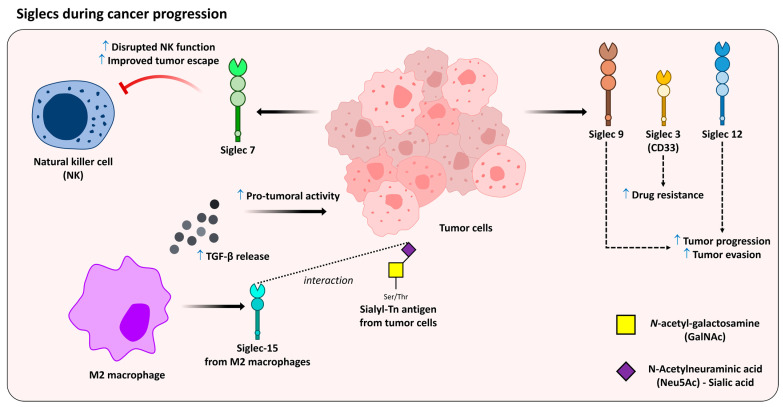 The Blessed Union of Glycobiology and Immunology: A Marriage That Worked.