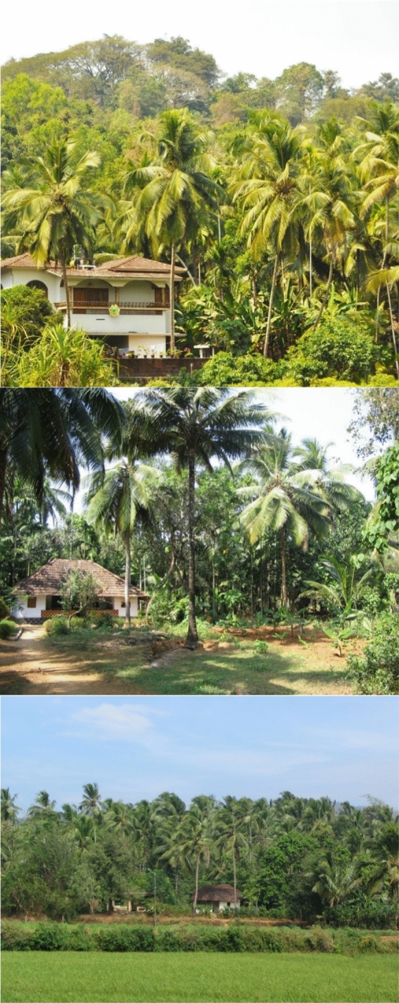 Do carbon stocks and floristic diversity of tropical homegardens vary along an elevational gradient and based on holding size in central Kerala, India?