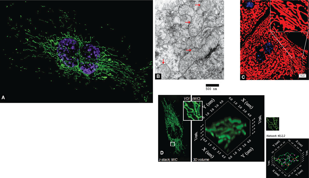 Mitochondrial Dynamics during Development.