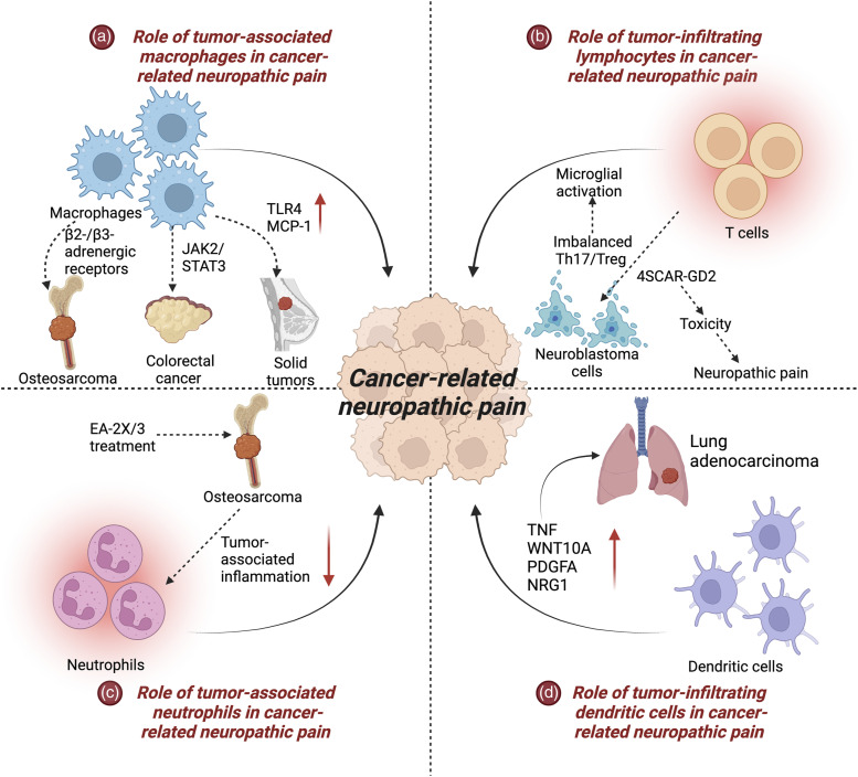 Contribution of immune cells to cancer-related neuropathic pain: An updated review.