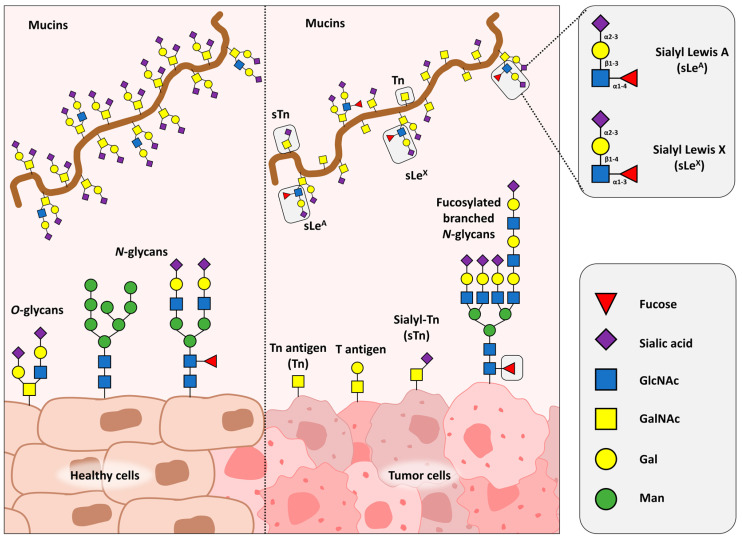 The Blessed Union of Glycobiology and Immunology: A Marriage That Worked.