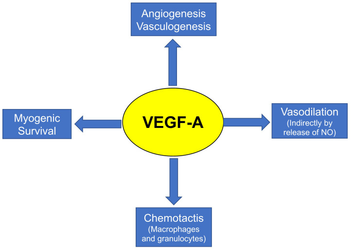 Vascular therapy for Duchenne muscular dystrophy (DMD).