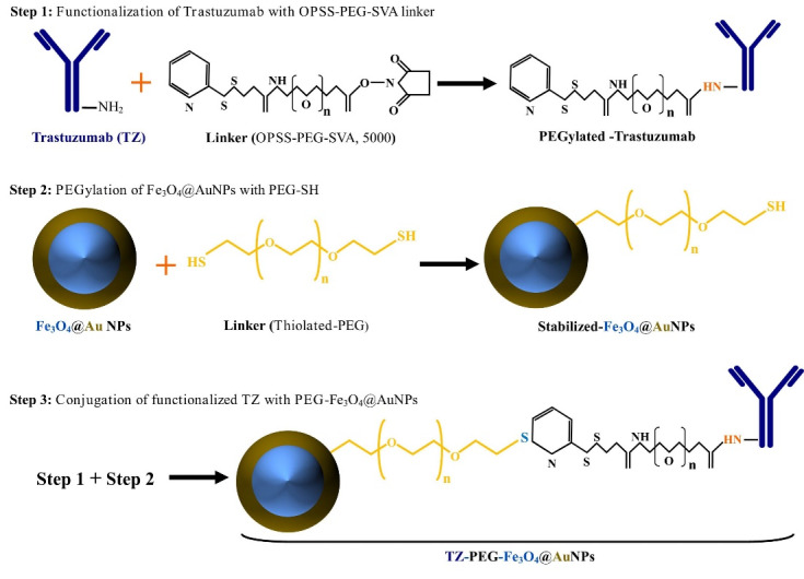 Synthesis and characterization of actively HER-2 Targeted Fe<sub>3</sub>O<sub>4</sub>@Au nanoparticles for molecular radiosensitization of breast cancer.