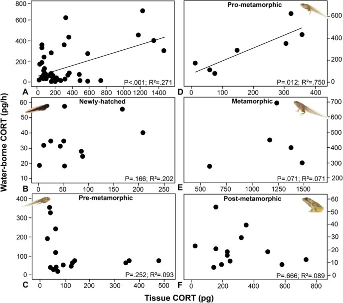 Exploring water-borne corticosterone collection as a non-invasive tool in amphibian conservation physiology: benefits, limitations and future perspectives.