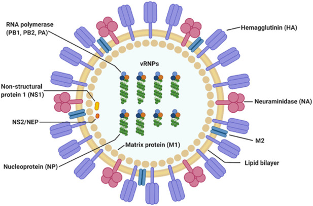 Virulence network of interacting domains of influenza a and mouse proteins.