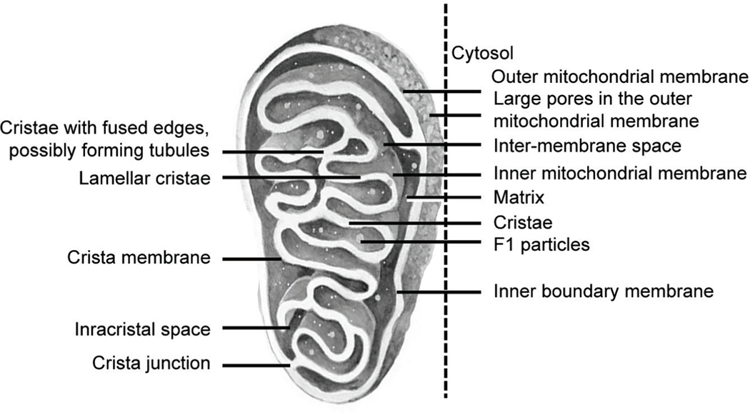 Mitochondrial Dynamics during Development.