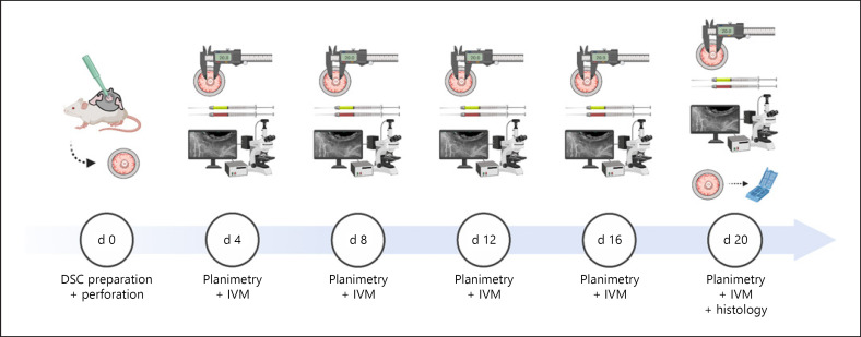 The Dorsal Skinfold Chamber as a New Tympanic Membrane Wound Healing Model: Intravital Insights into the Pathophysiology of Epithelialized Wounds.