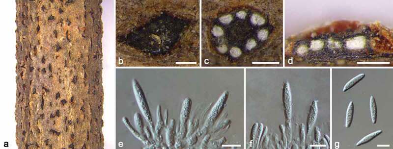 Identification and pathogenicity of six fungal species causing canker and dieback disease on golden rain tree in Beijing, China.