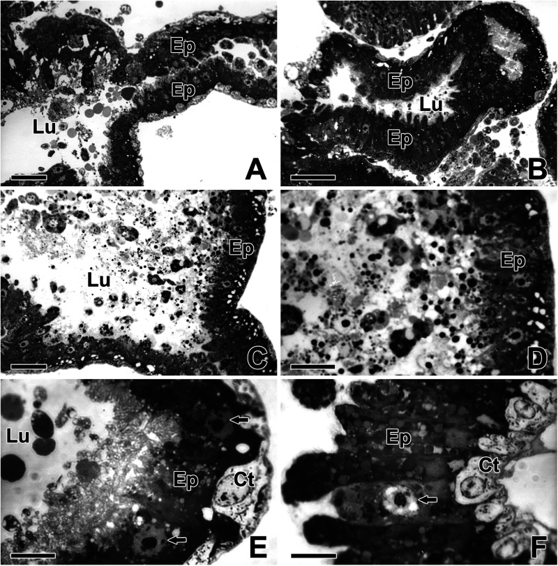 Fine structural aspects on the web glue production in the golden orb-web spider <i>Trichonephila clavata</i>.