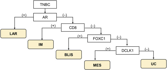 Immunohistochemistry-based molecular subtyping of triple-negative breast cancer and its prognostic significance.