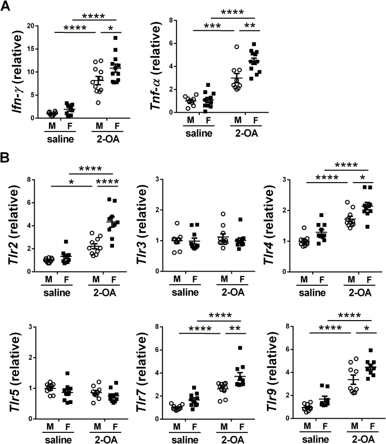 Apoptotic biliary epithelial cells and gut dysbiosis in the induction of murine primary biliary cholangitis