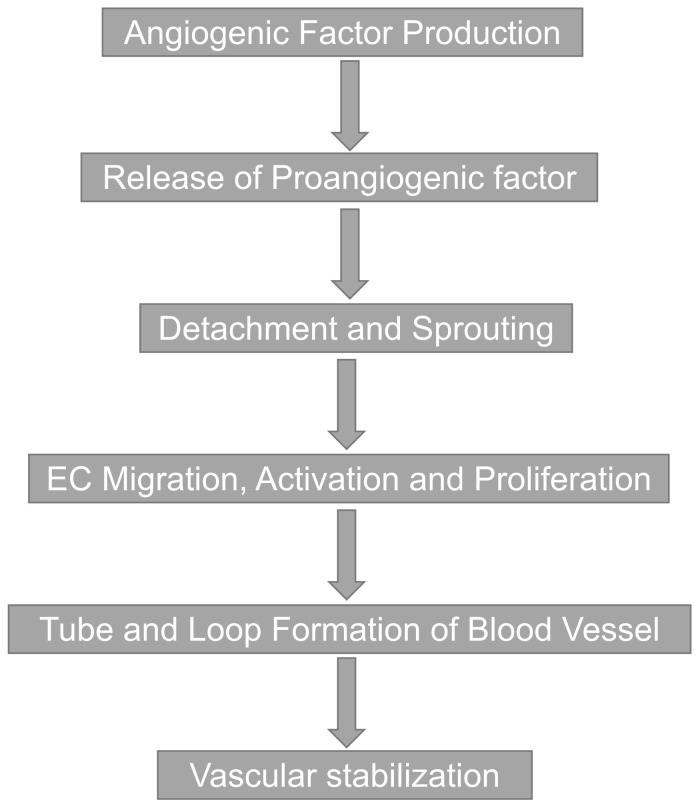 Vascular therapy for Duchenne muscular dystrophy (DMD).